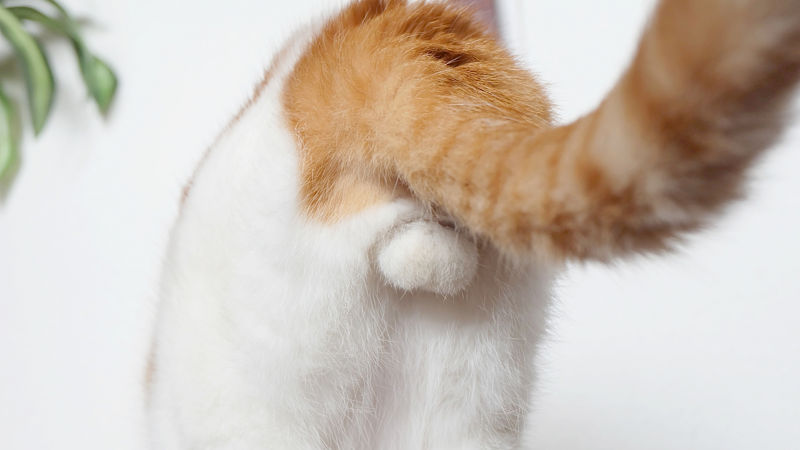 【画像】猫の金玉（にゃんたま）すこすこ部