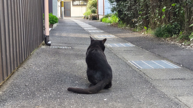 【画像あり】猫の去勢について