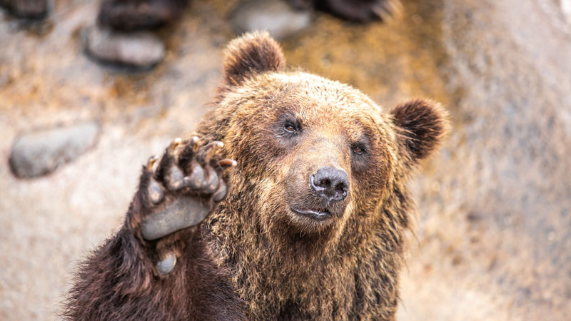 【画像】熊に襲われる瞬間の画像、怖すぎる