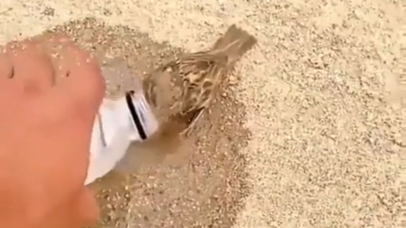 【閲覧注意・動画】焼き鳥になりかけたすずめさん、水をかけたら復活する