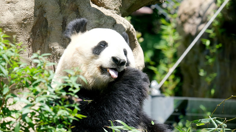 【動画あり】パンダ「竹しか食べません、優しいです、かわいいです」熊とここまで違う理由