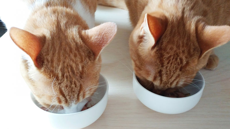 【画像】猫、ご飯食べたのに食い足りない顔をする