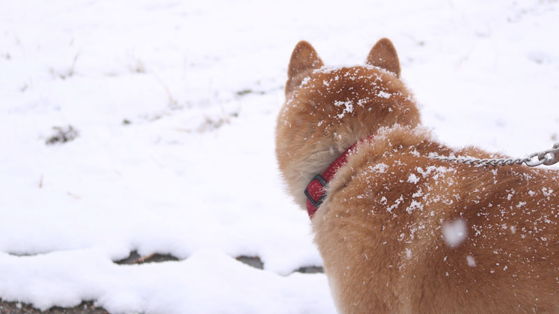 【画像】イッヌ、雪ではしゃぐ