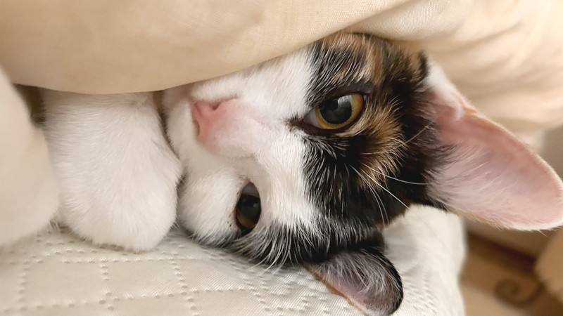 【画像あり】布団で寝ていると猫が耳元で「ゴロゴロゴロゴロ」するよな？