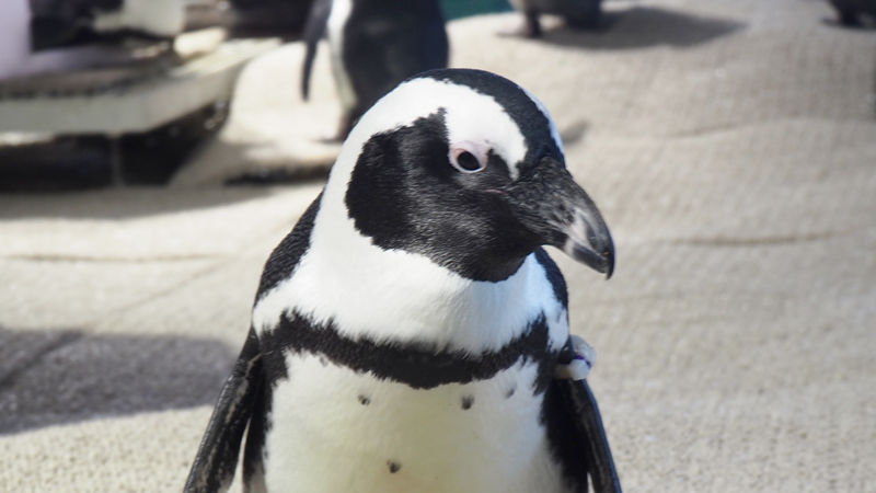 【動画】ペンギンさん、サンタコスして大行進