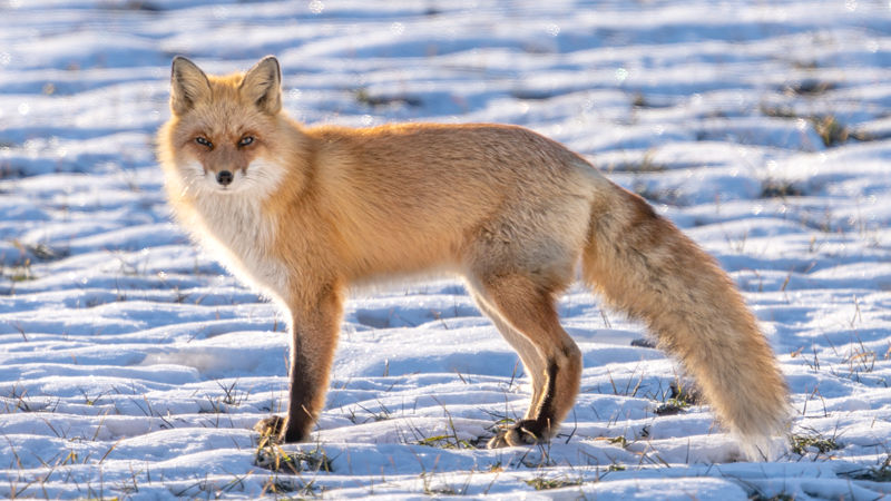【画像】狐、美しい・・・