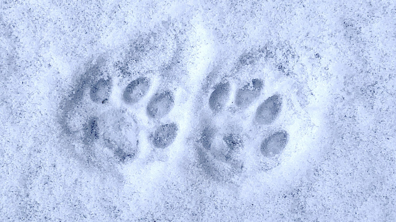 【雪】犬は庭を駆け回り、猫はコタツで丸くなる　←捏造だと判明