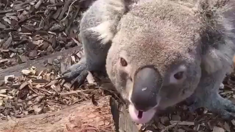 【動画】コアラの鳴き声かわいい