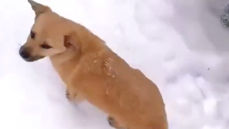【動画】イッヌ、雪の中で死にかけてたところを保護される