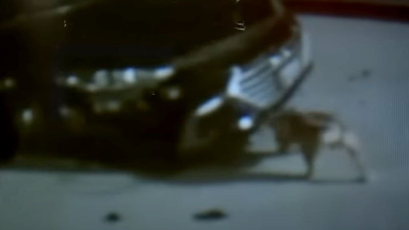 【動画】バンパーを引きはがしてボロボロに…車を壊す犬の破壊力が凄まじい