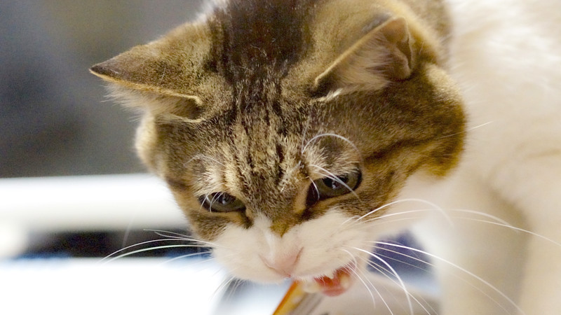 【画像】猫上級者限定「人に慣れていないシャーシャー猫だけの譲渡会」開催！！