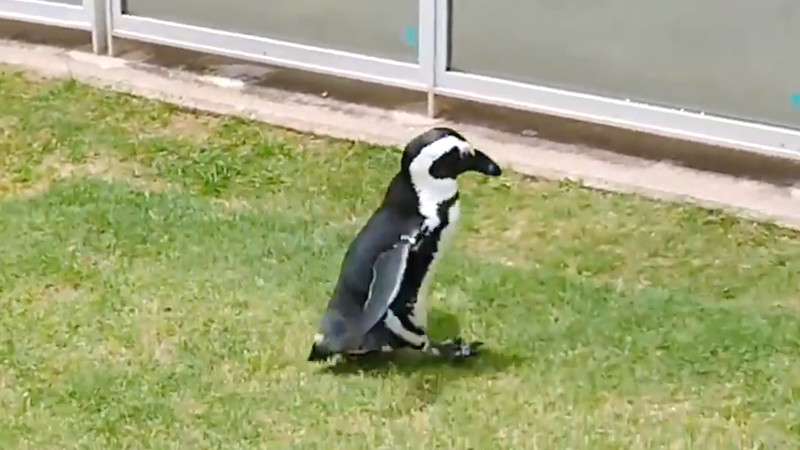 【動画】ペンギンさん、あざと過ぎる…
