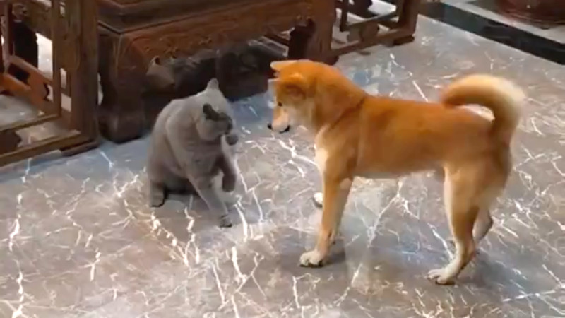 【動画】猫 vs 犬　勃発