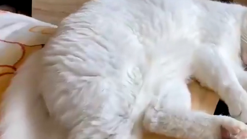 【動画】ネコの寝顔ってかわいいよな