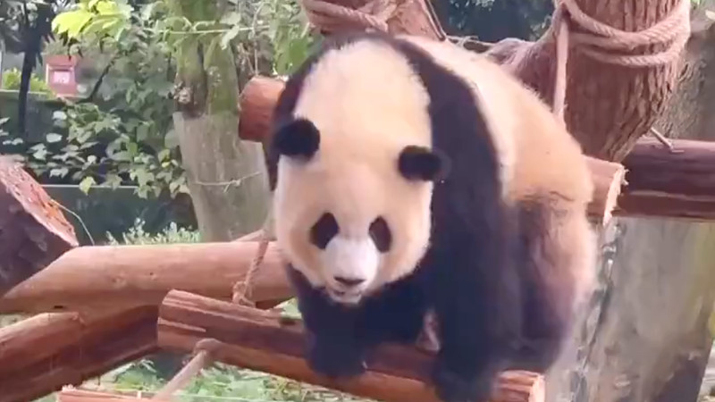 【動画】パンダさん、落下する