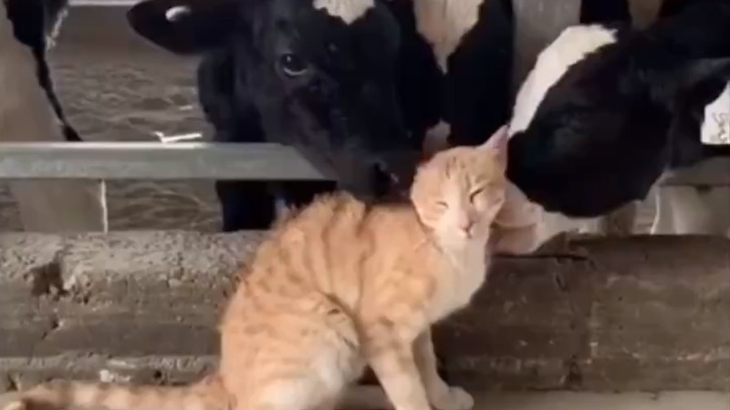 【動画】猫、牛さんに食べられる