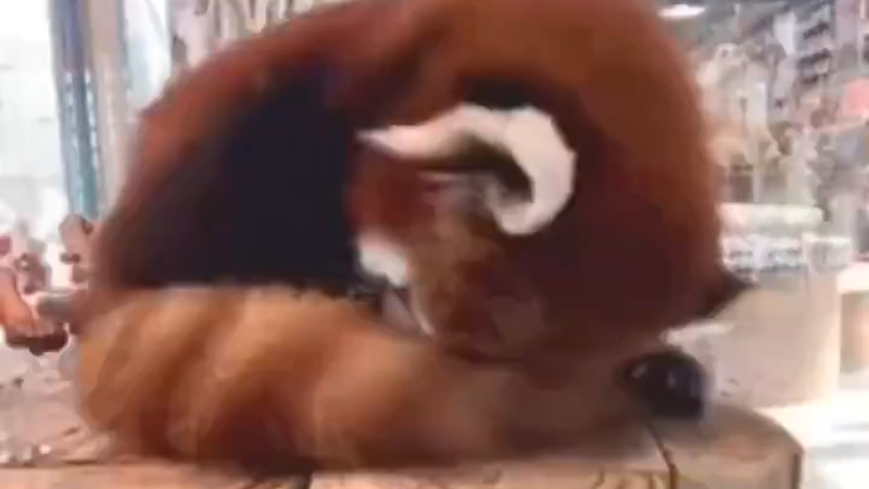 【動画】レッサーパンダさん、眠りにつく