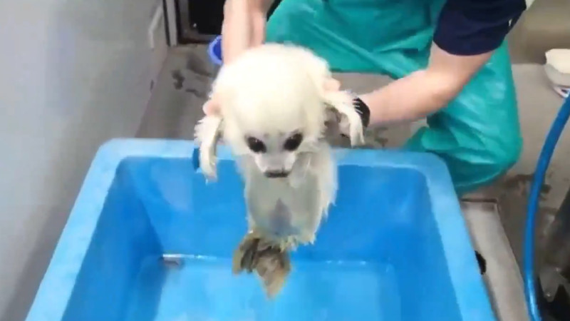 【動画】赤ちゃんアザラシ、初めて水に触れる