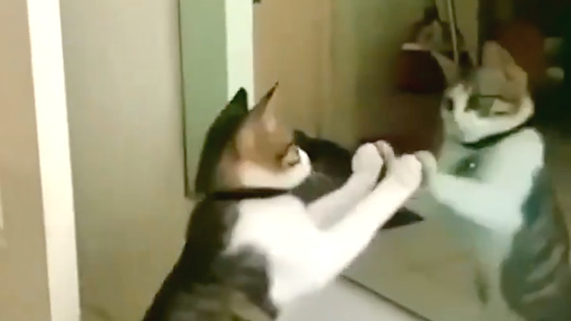 【動画】猫さん、鏡に向かってガチギレ
