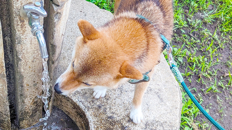 【驚愕】犬の水の飲み方ｗｗｗｗｗｗｗｗｗｗｗｗｗｗｗ