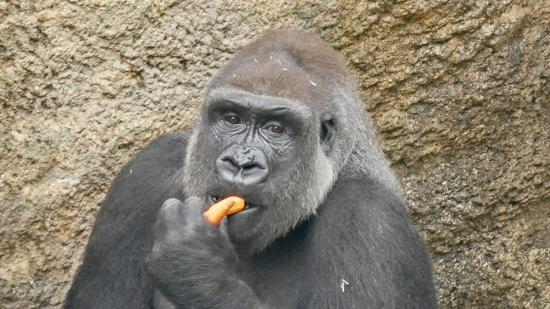 【動画】ゴリラさん、お前らの予想を裏切るバナナの食べ方をしてしまう